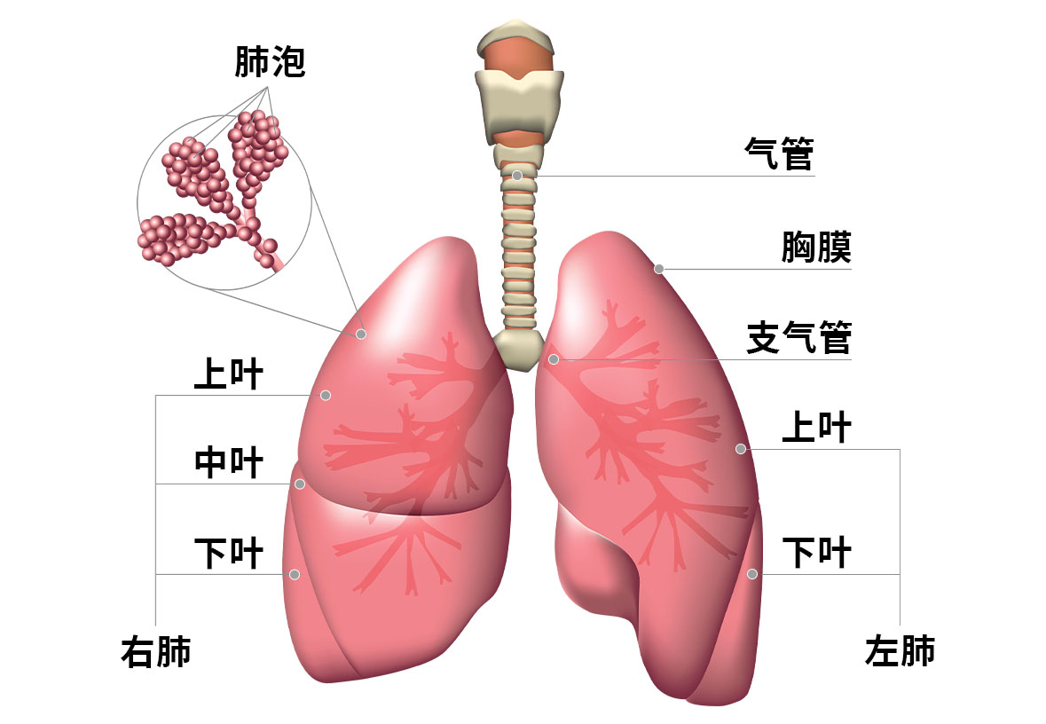 配图2肺结构.jpg
