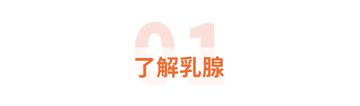 标题标题1了解乳腺.jpg