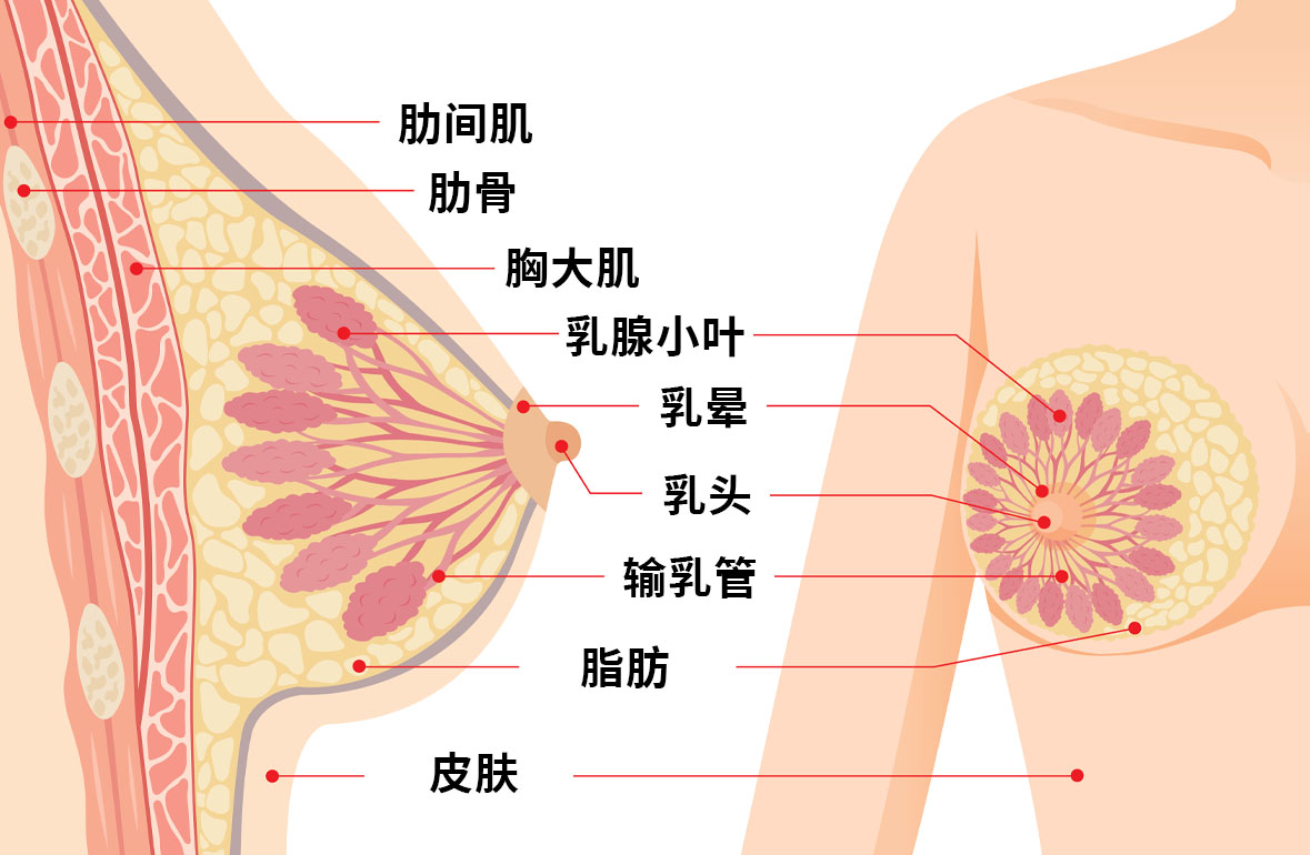 配图2乳腺结构.jpg